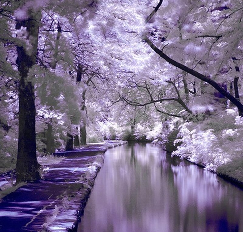 Canal with Trees — Purple