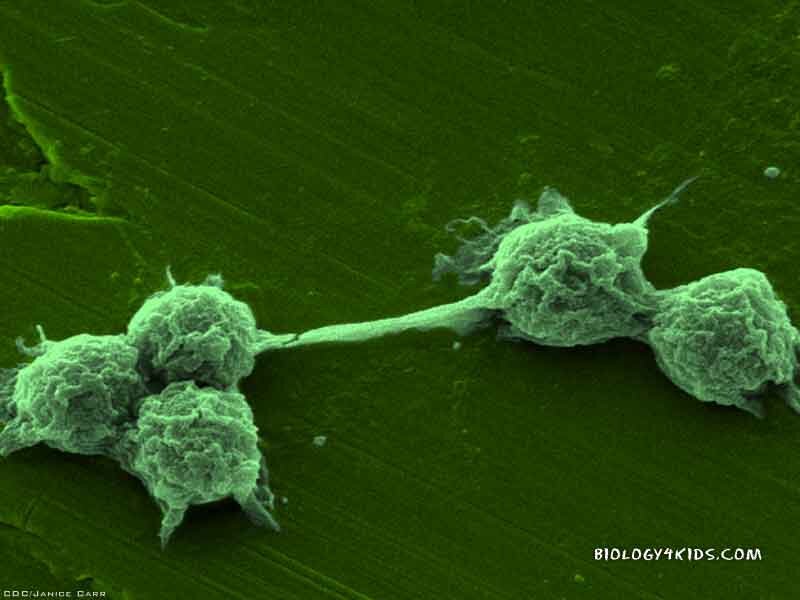 Cancer cells under microscope