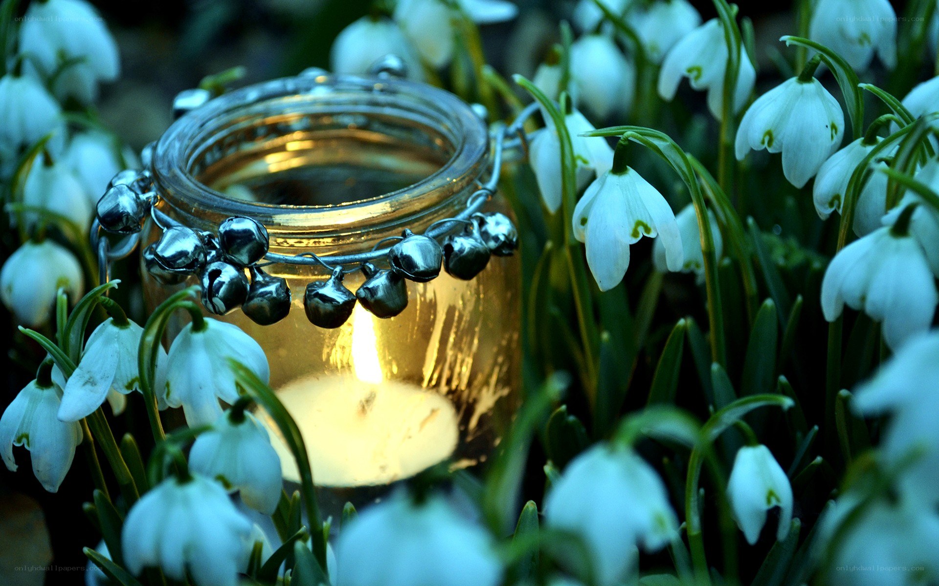 candle among snowdrops