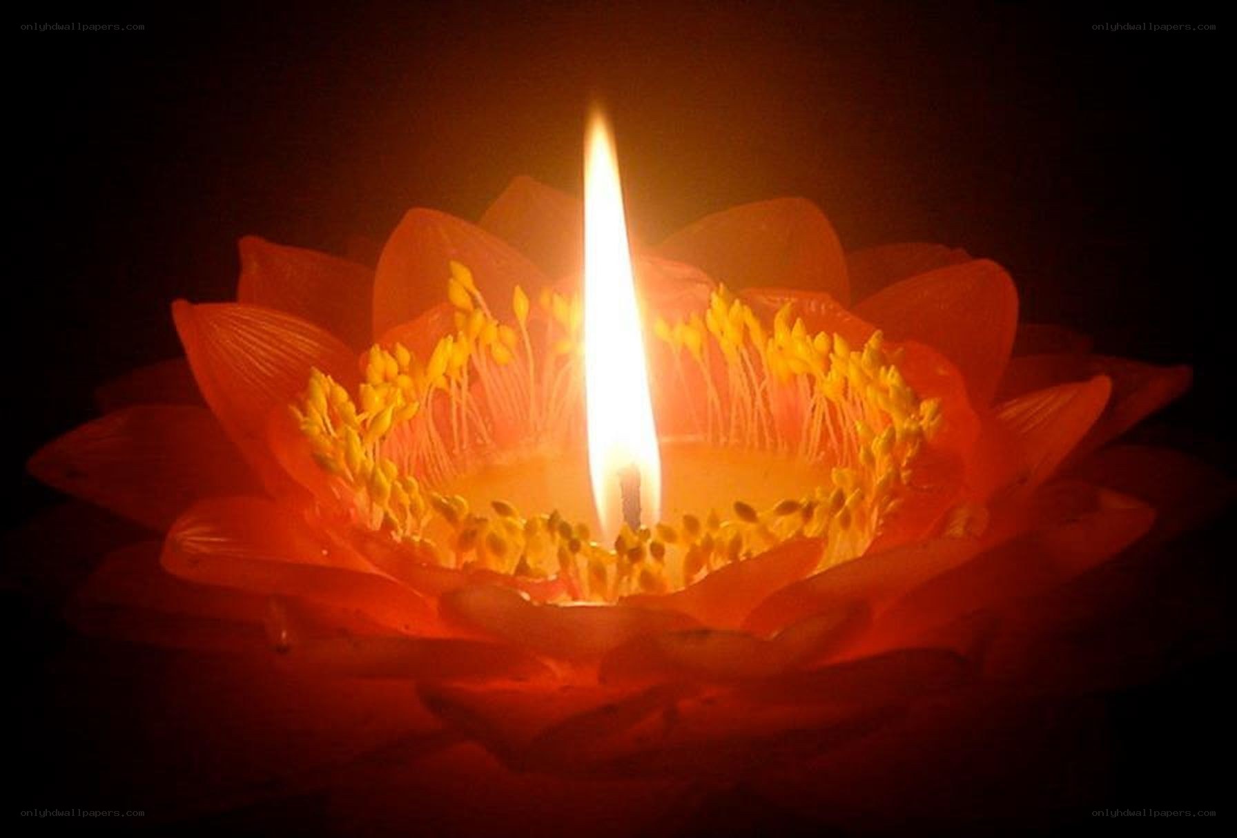 Candle in a lotus flower