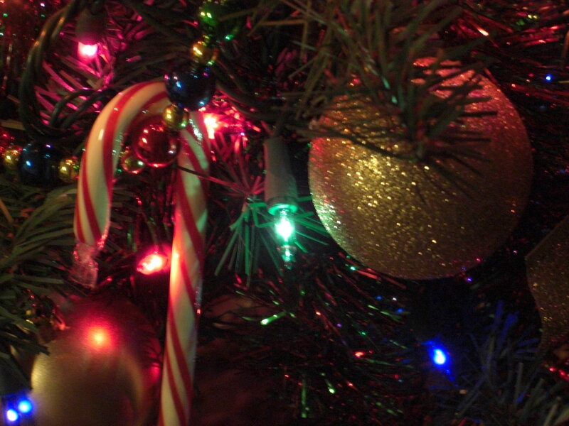 Candy Cane on Tree