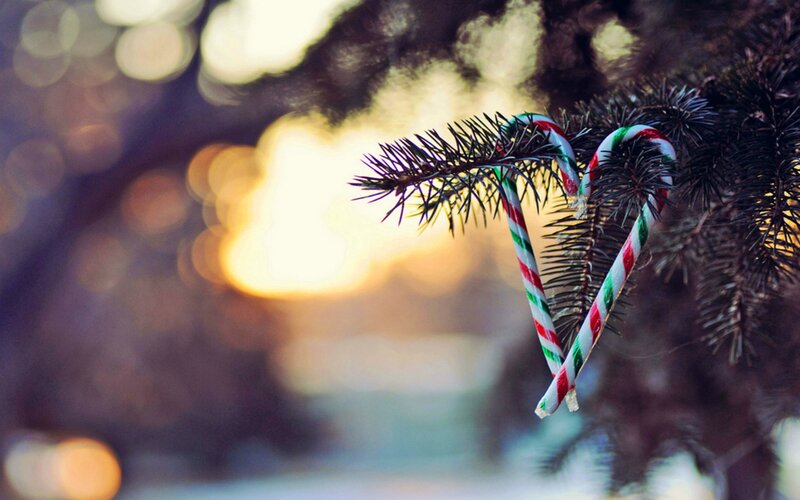 Candy Canes on Pine Branch