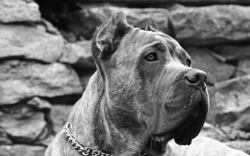 Cane Corso Dog — Black, Serious
