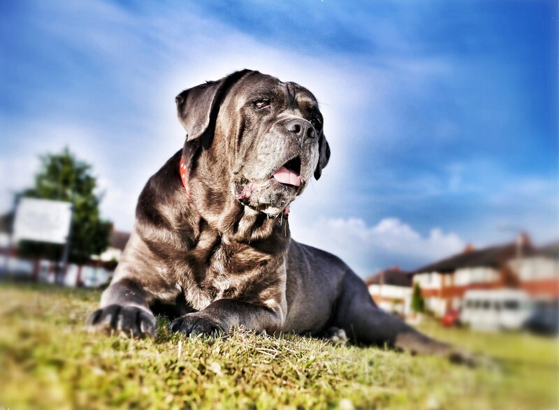 Cane Corso dog on grass