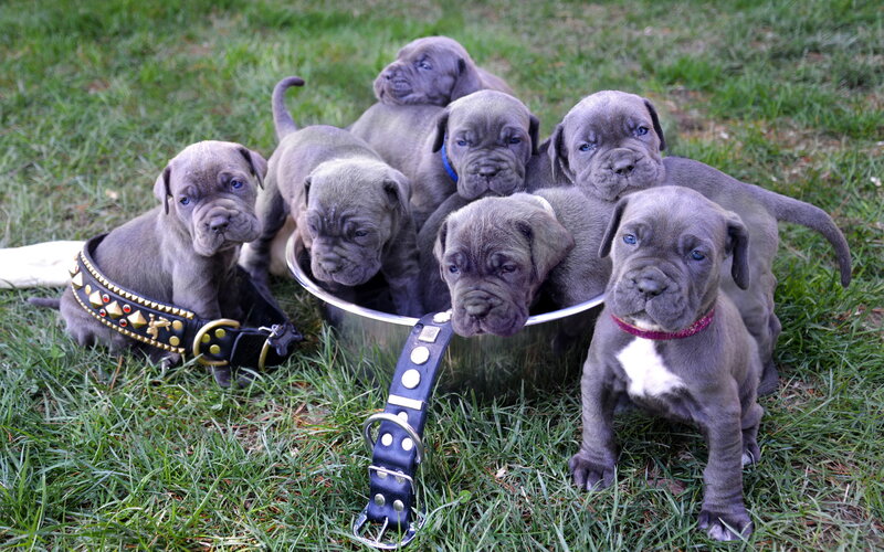 Cane Corso Puppies