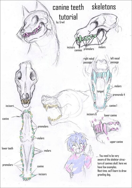 canine teeth tutorial