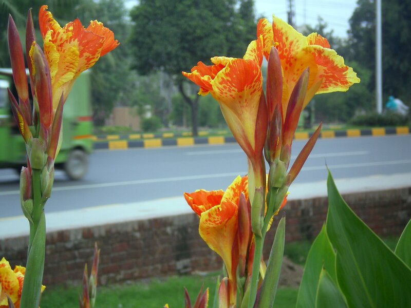 Canna lilies by the roadside