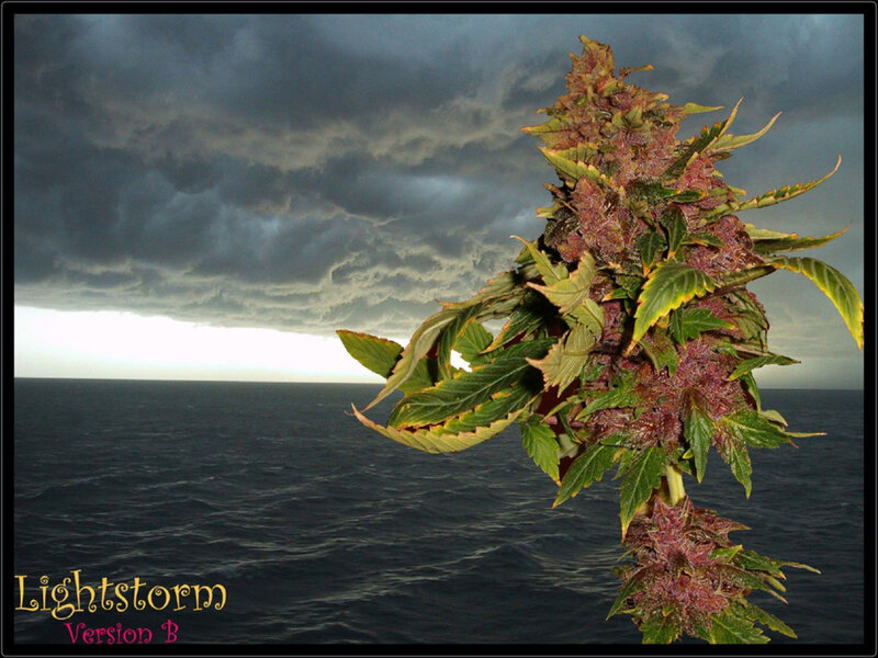 Cannabis bud against stormy sea