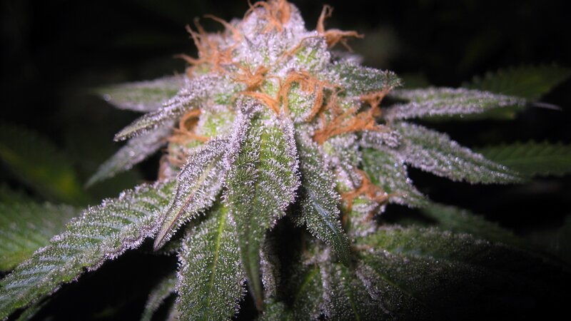cannabis bud close-up