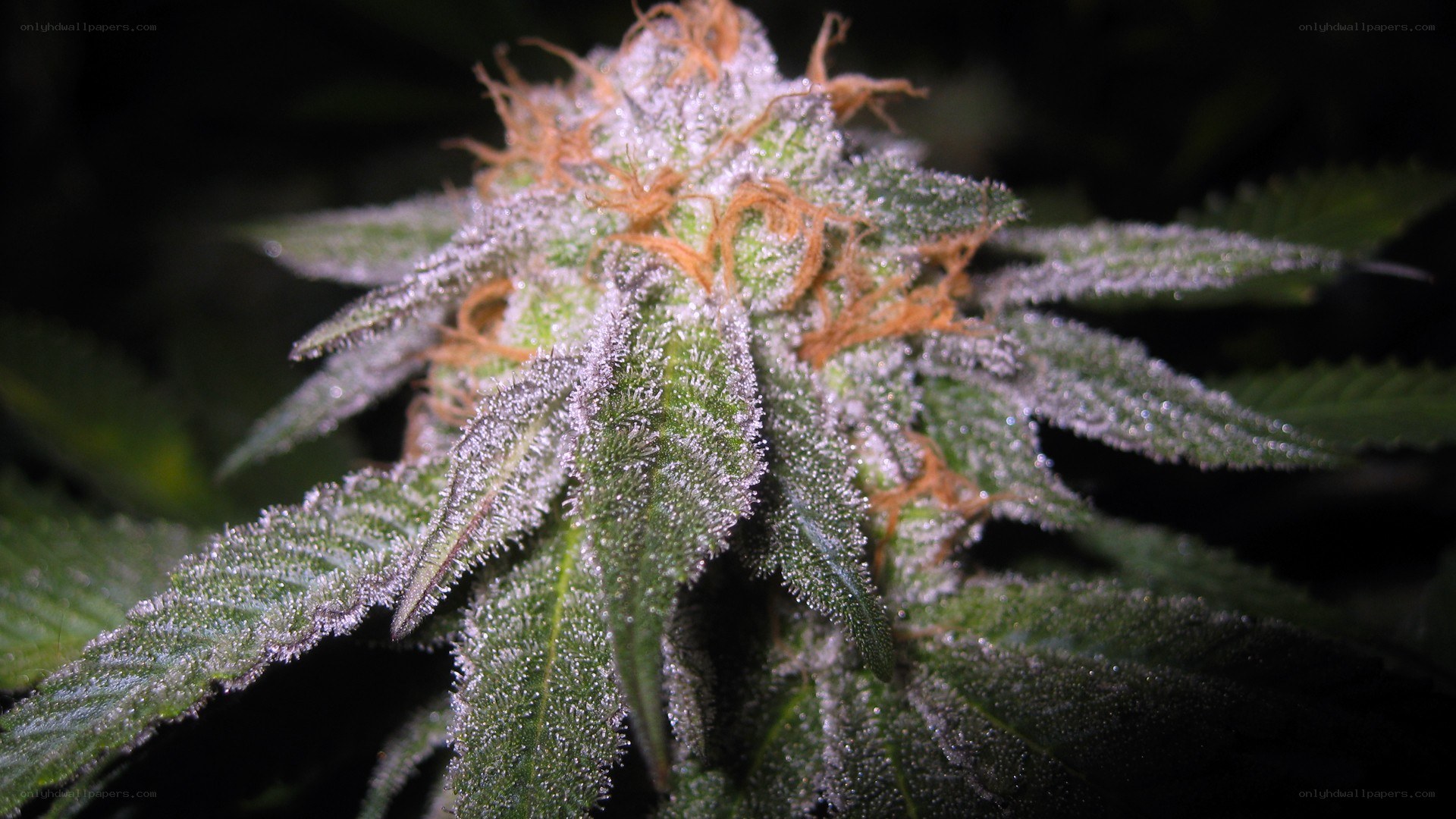 cannabis bud close-up