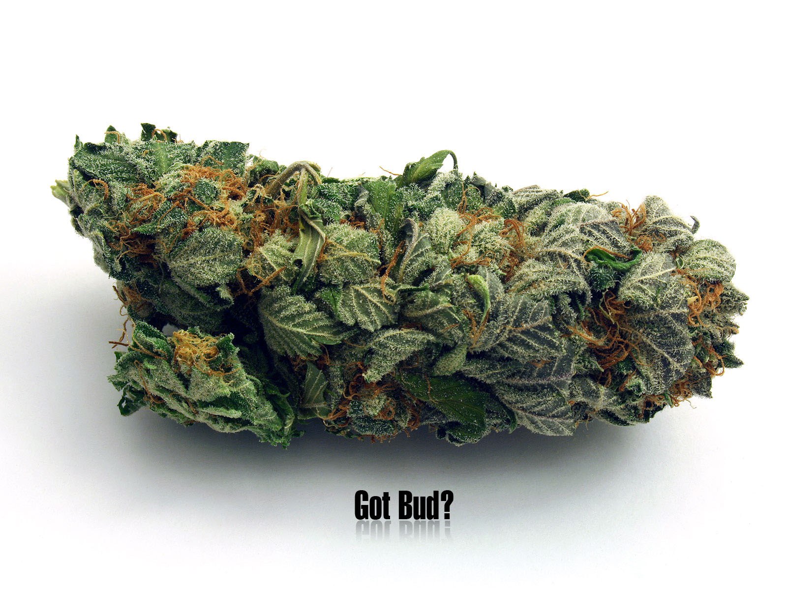 cannabis bud close-up