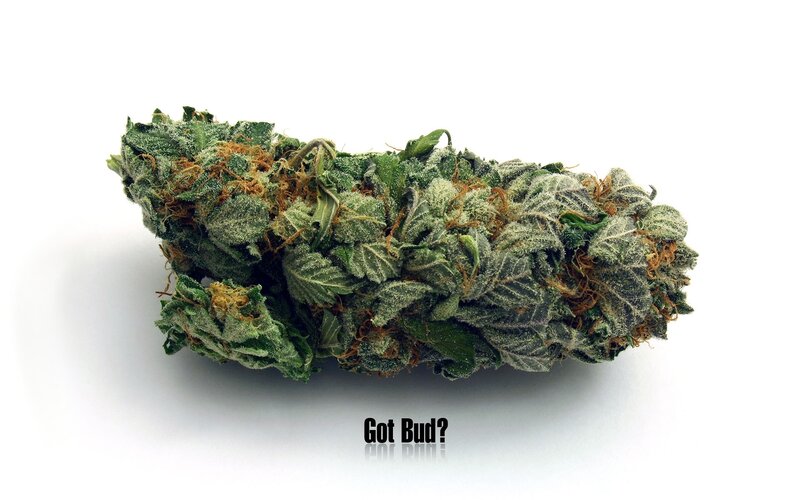 Cannabis Bud — Green, Neutral, Photograph