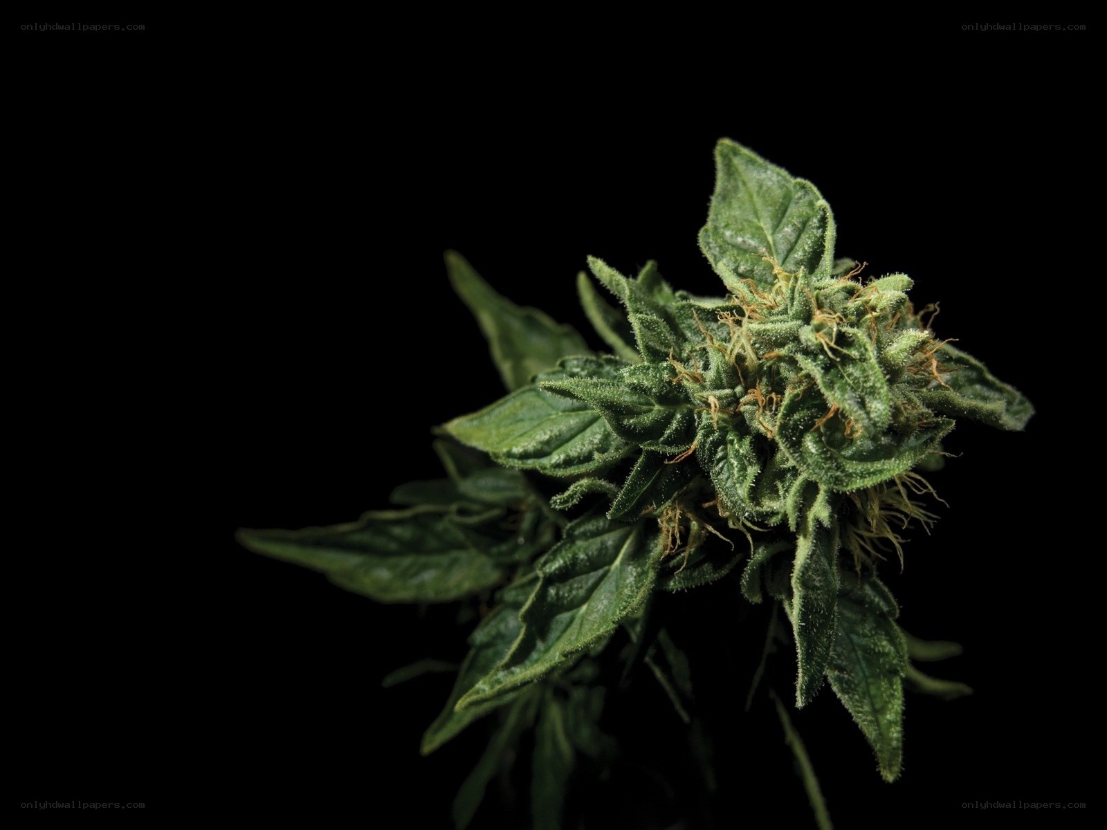 cannabis bud on black background