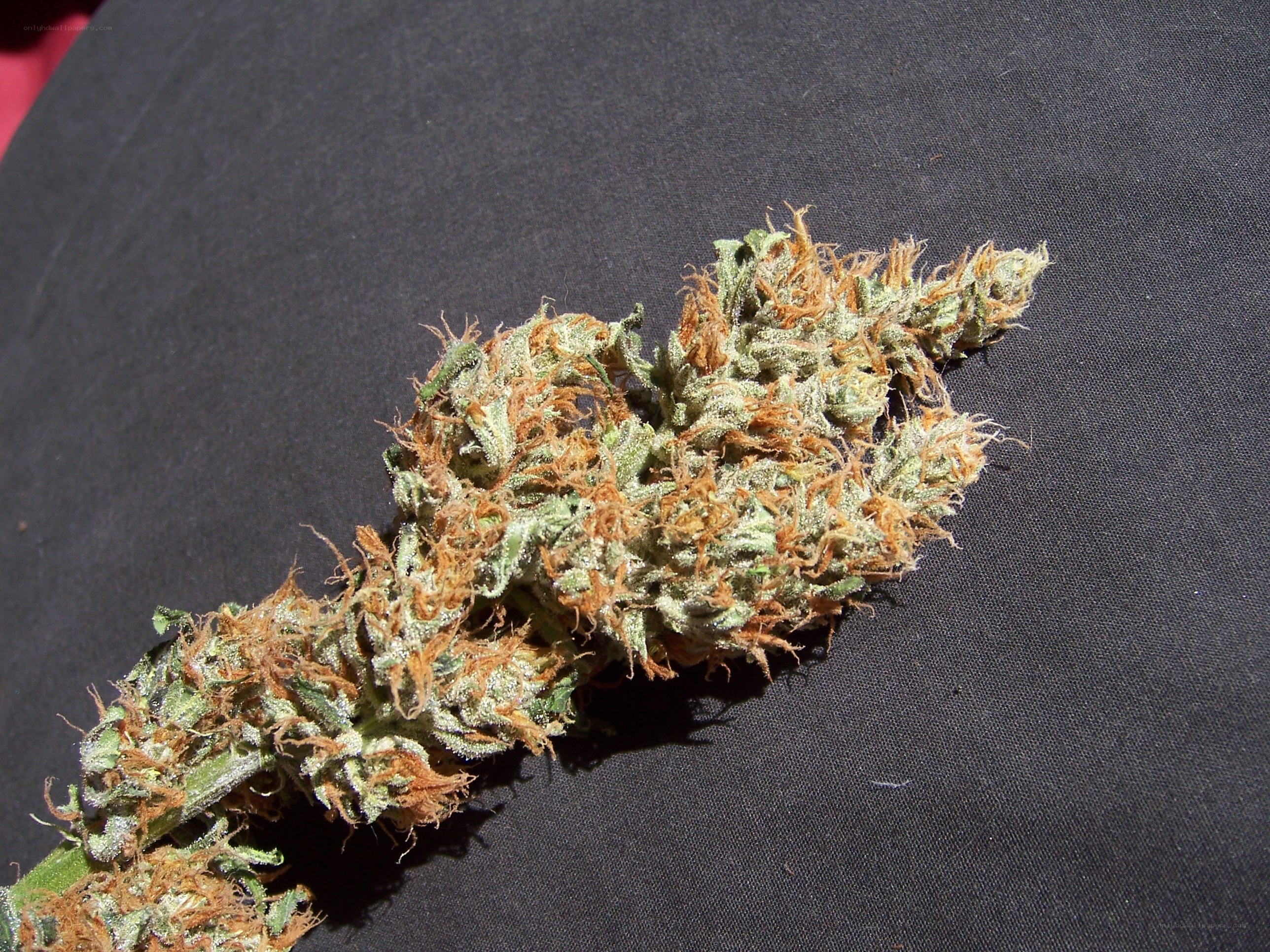cannabis bud on black fabric