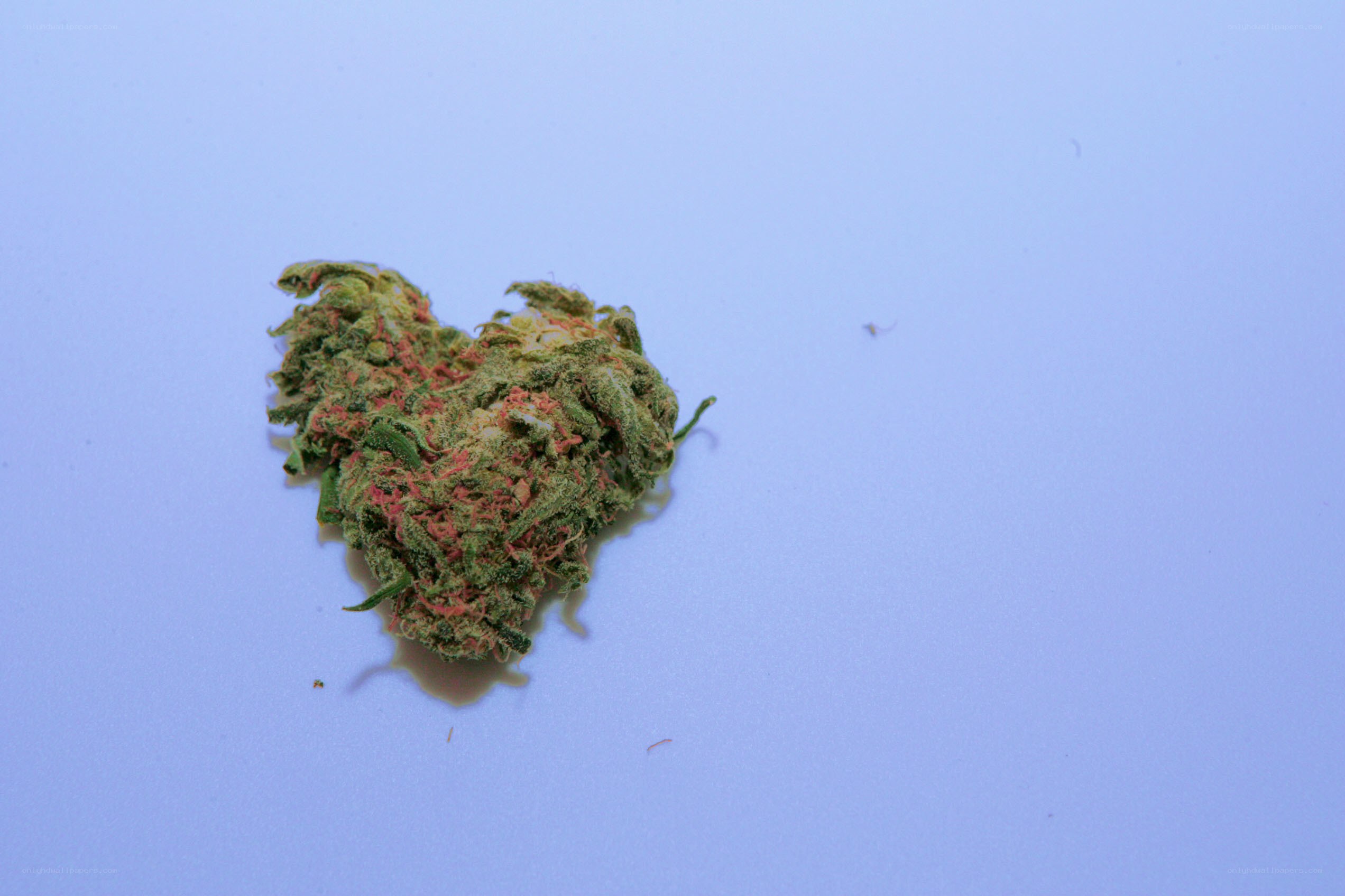 cannabis bud on blue surface