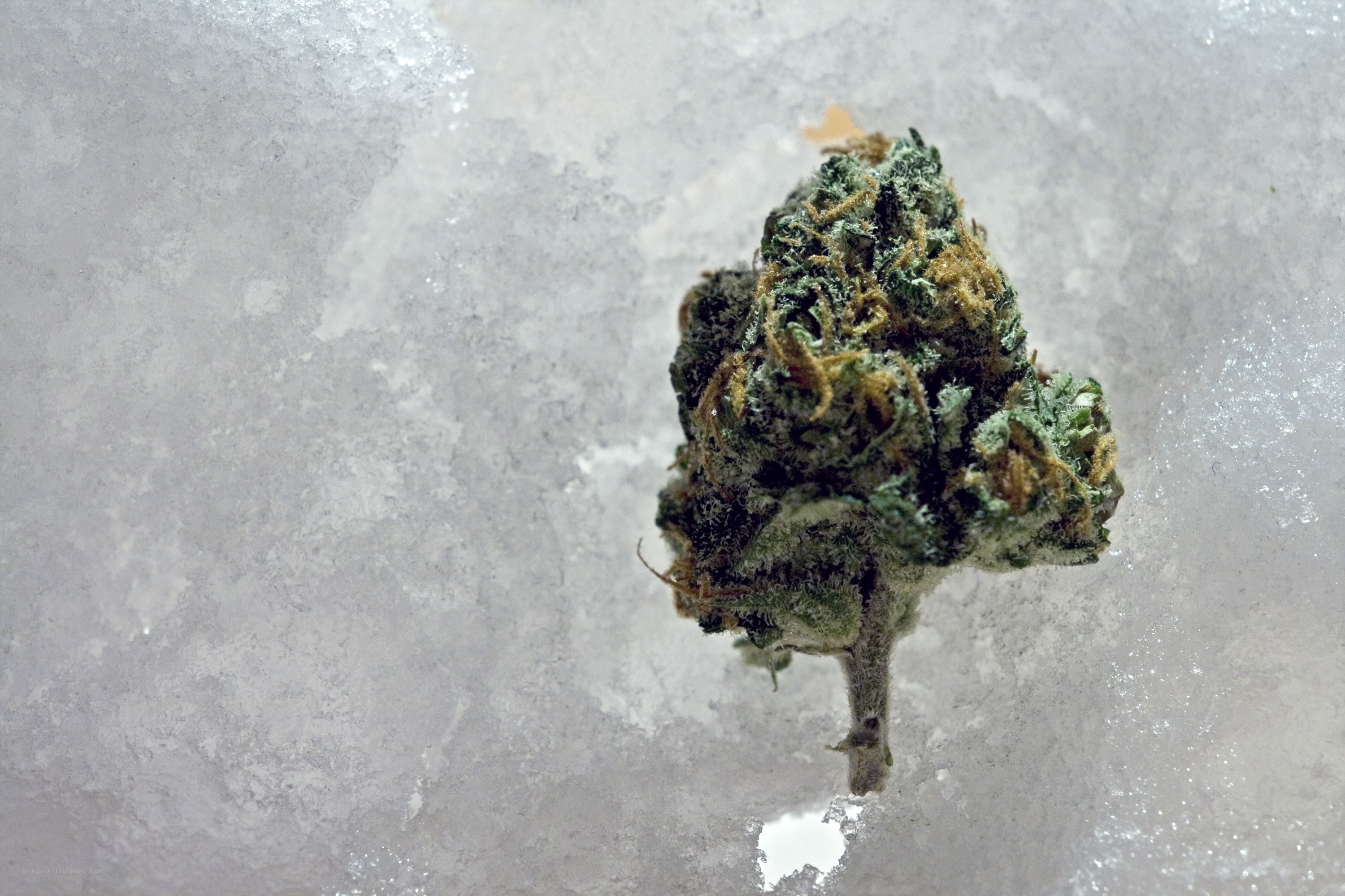 cannabis bud on ice
