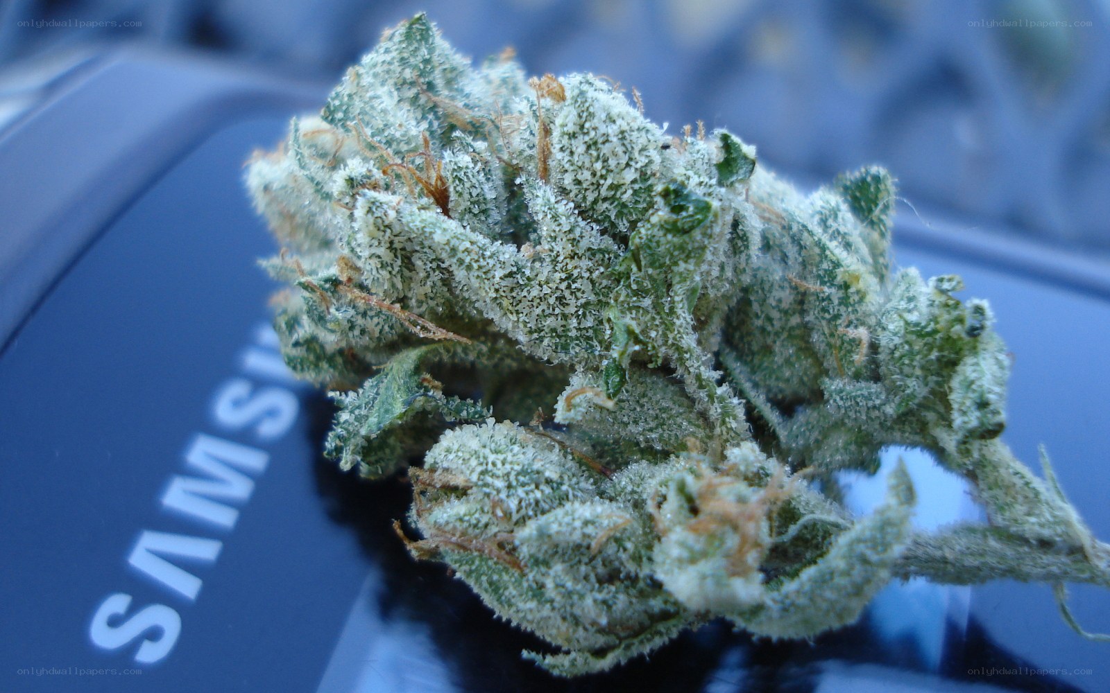 cannabis bud on phone