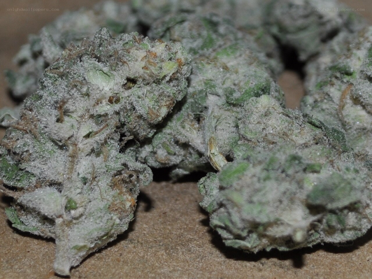 cannabis buds close-up