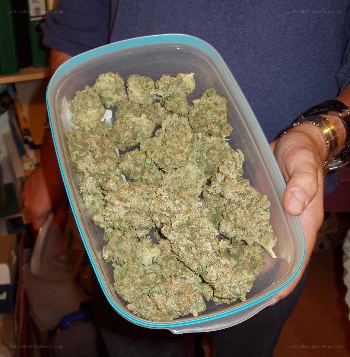 cannabis buds in a container