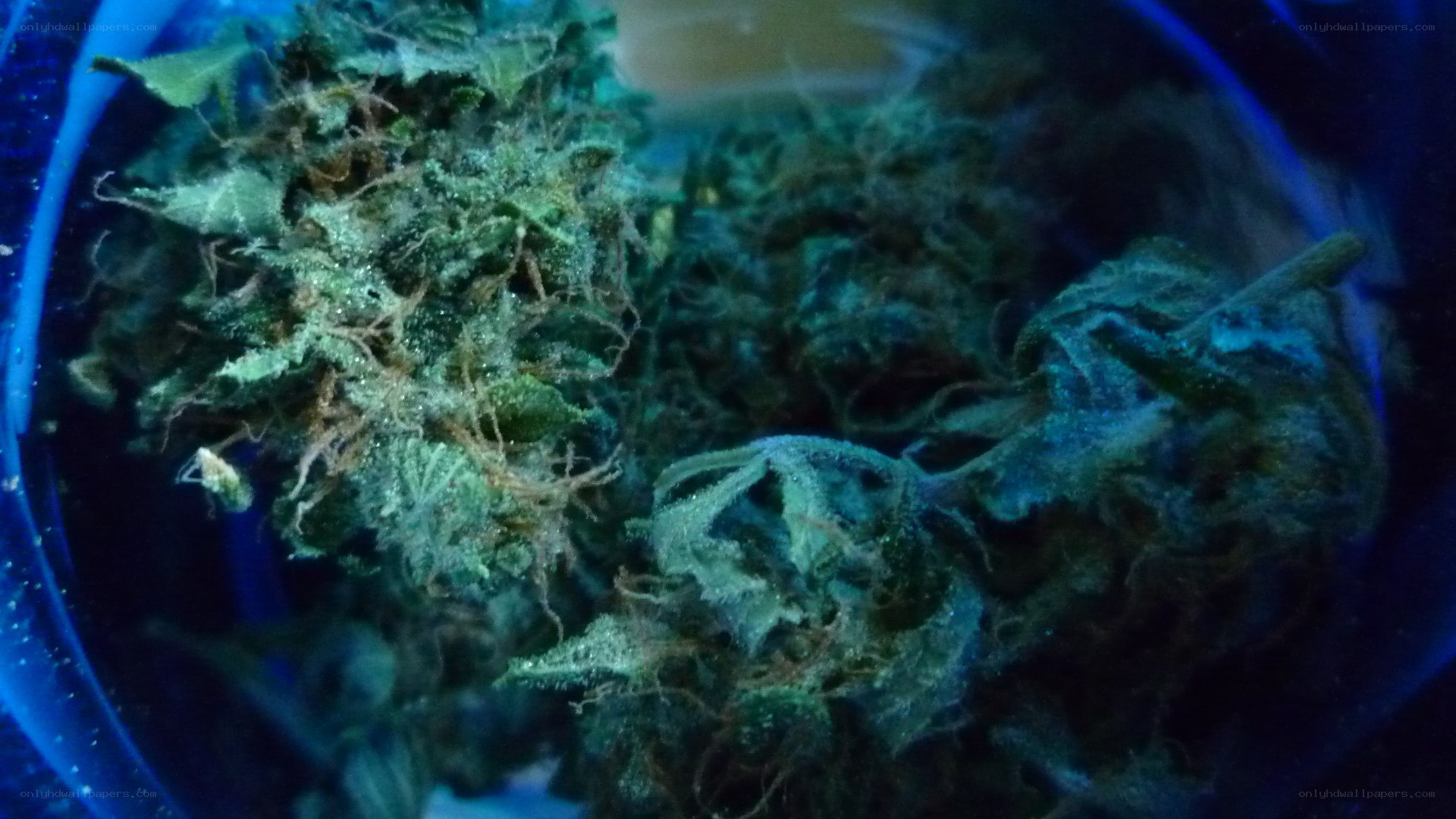 cannabis buds in a container