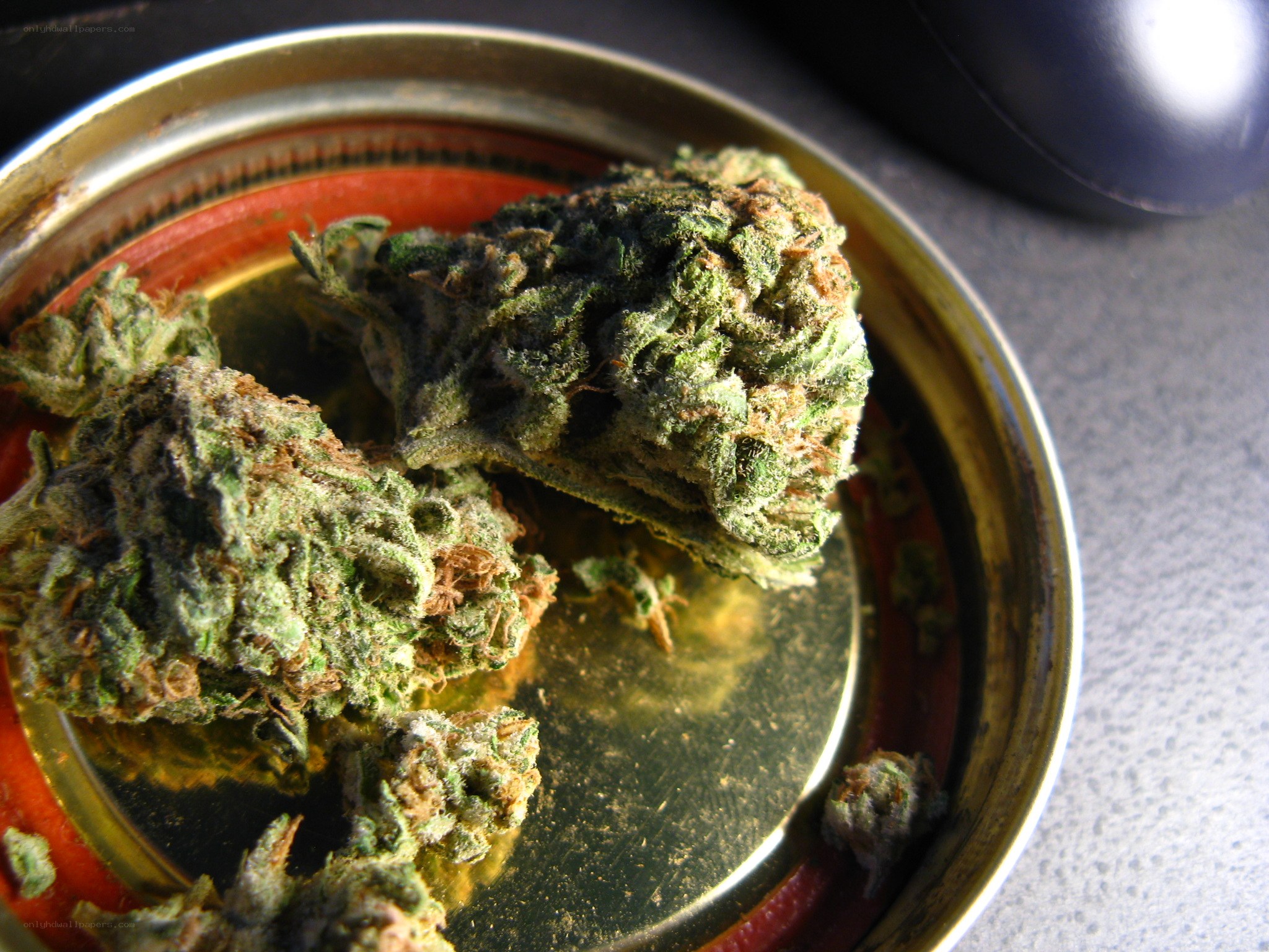 cannabis buds in a container