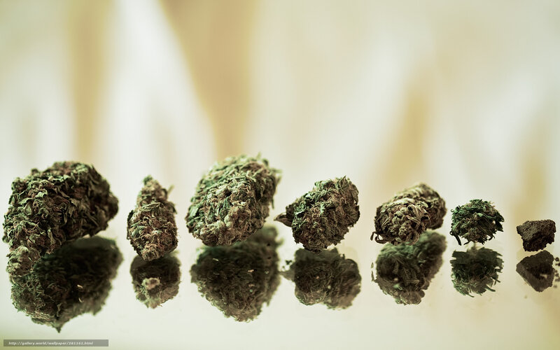 Cannabis buds in a row