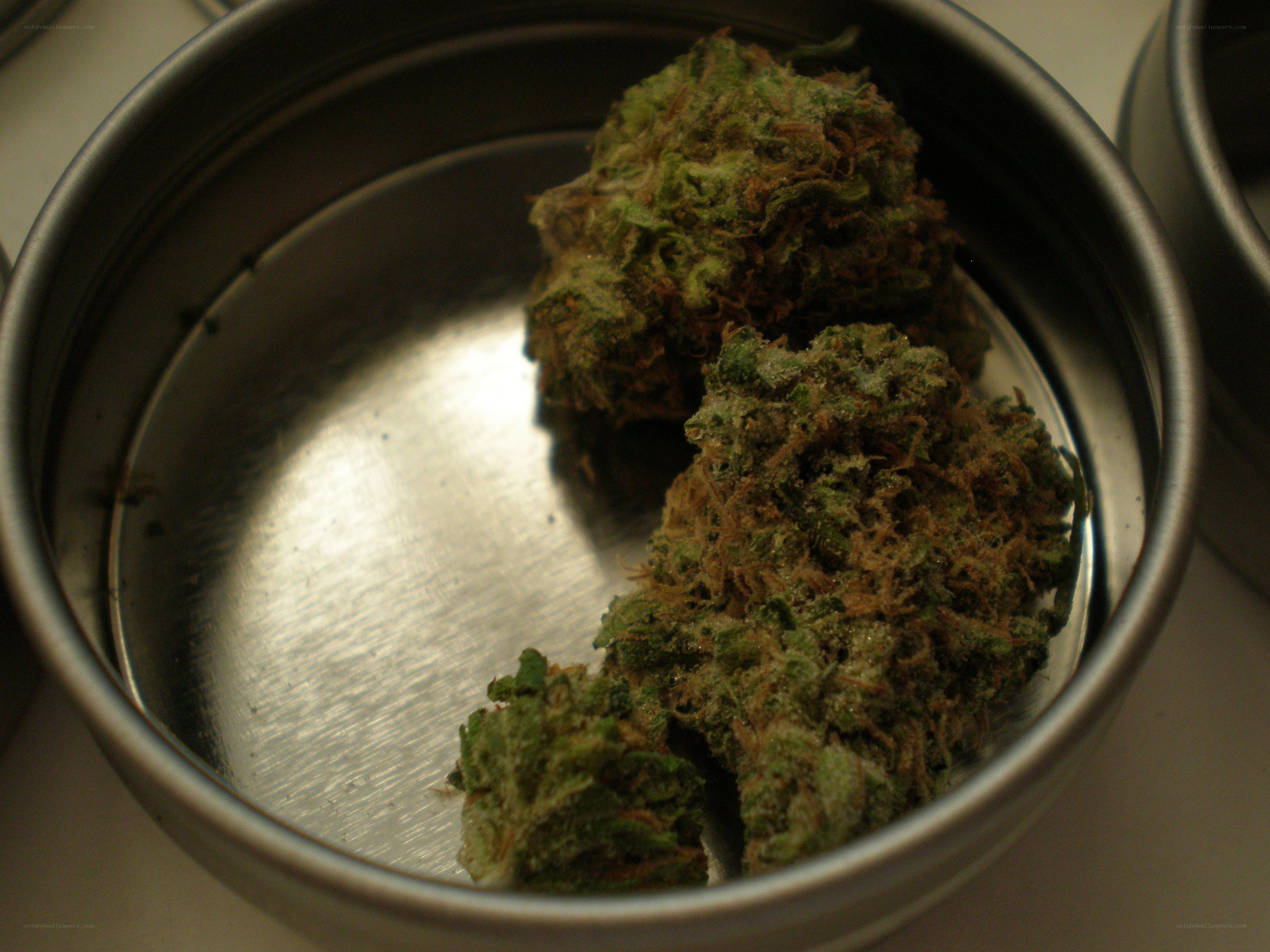cannabis buds in a tin