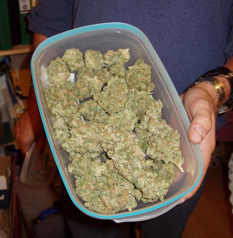 Cannabis Buds in Container