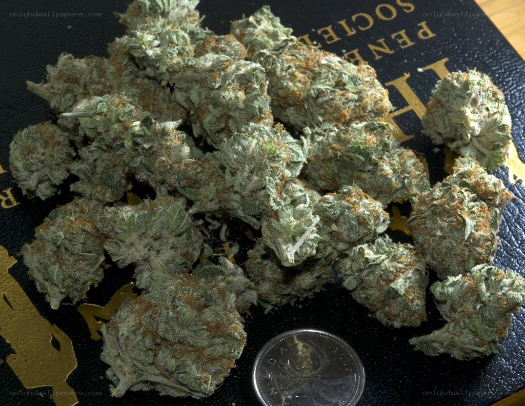 cannabis buds on a book