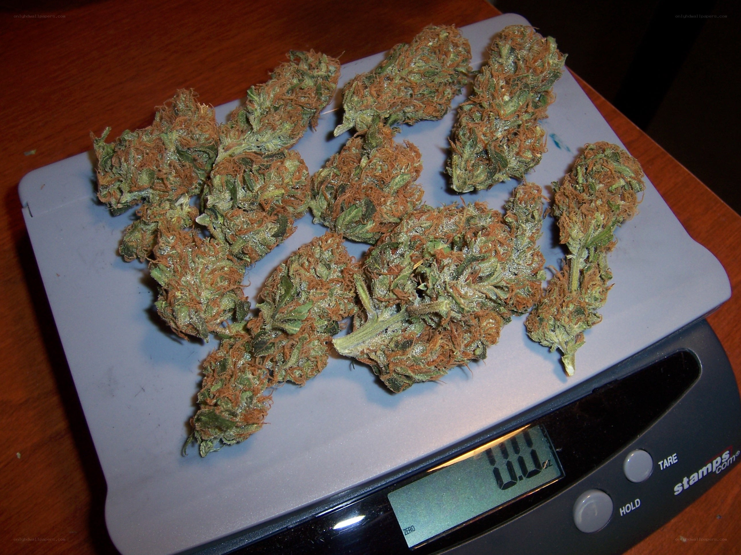 cannabis buds on a scale