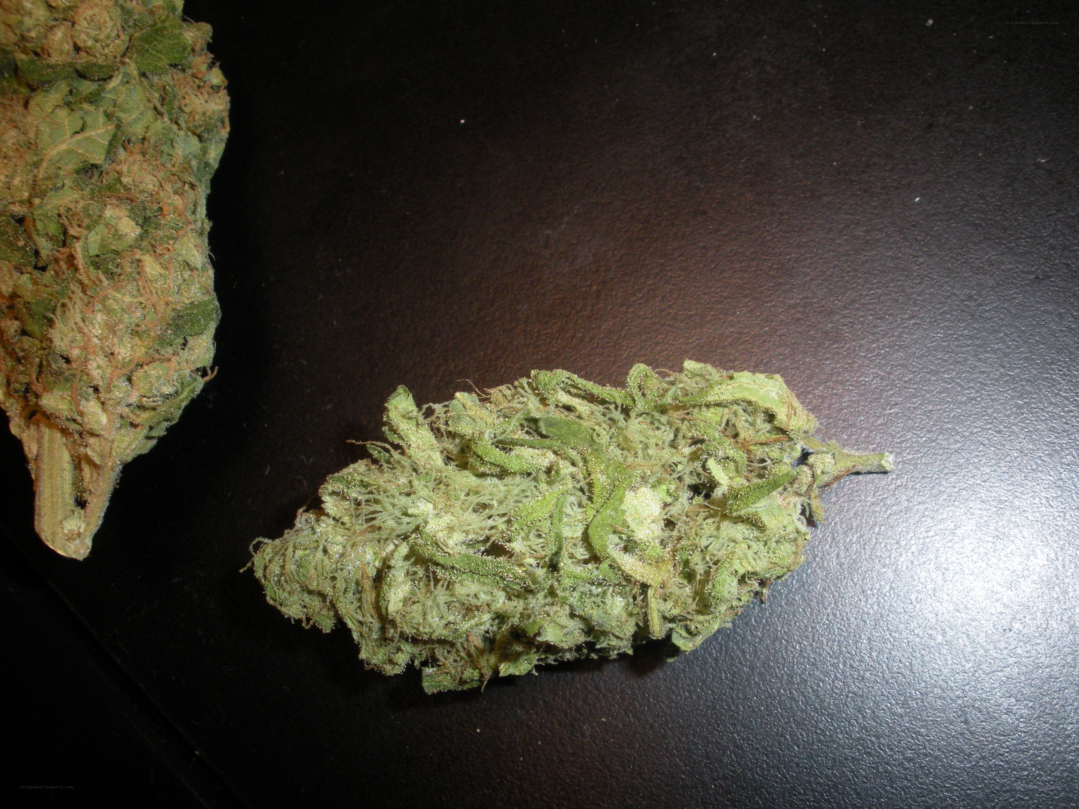 cannabis buds on dark surface