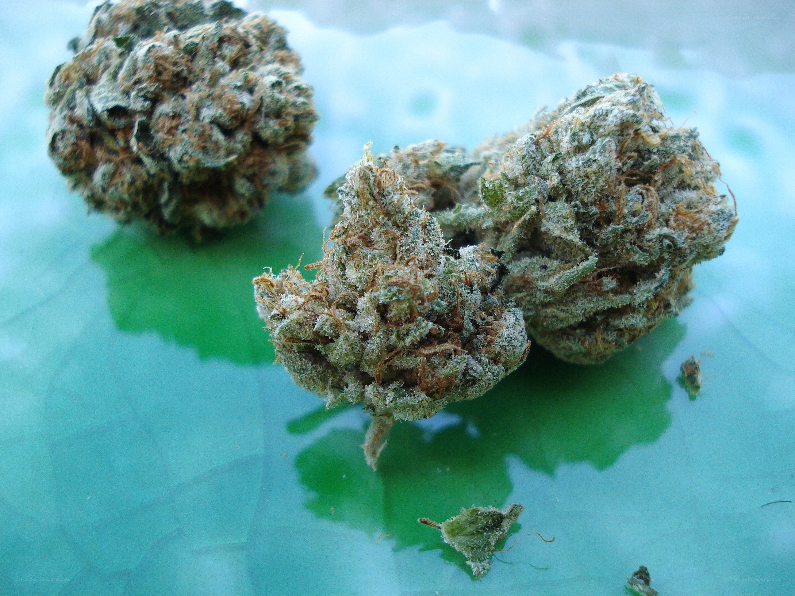cannabis buds on green surface
