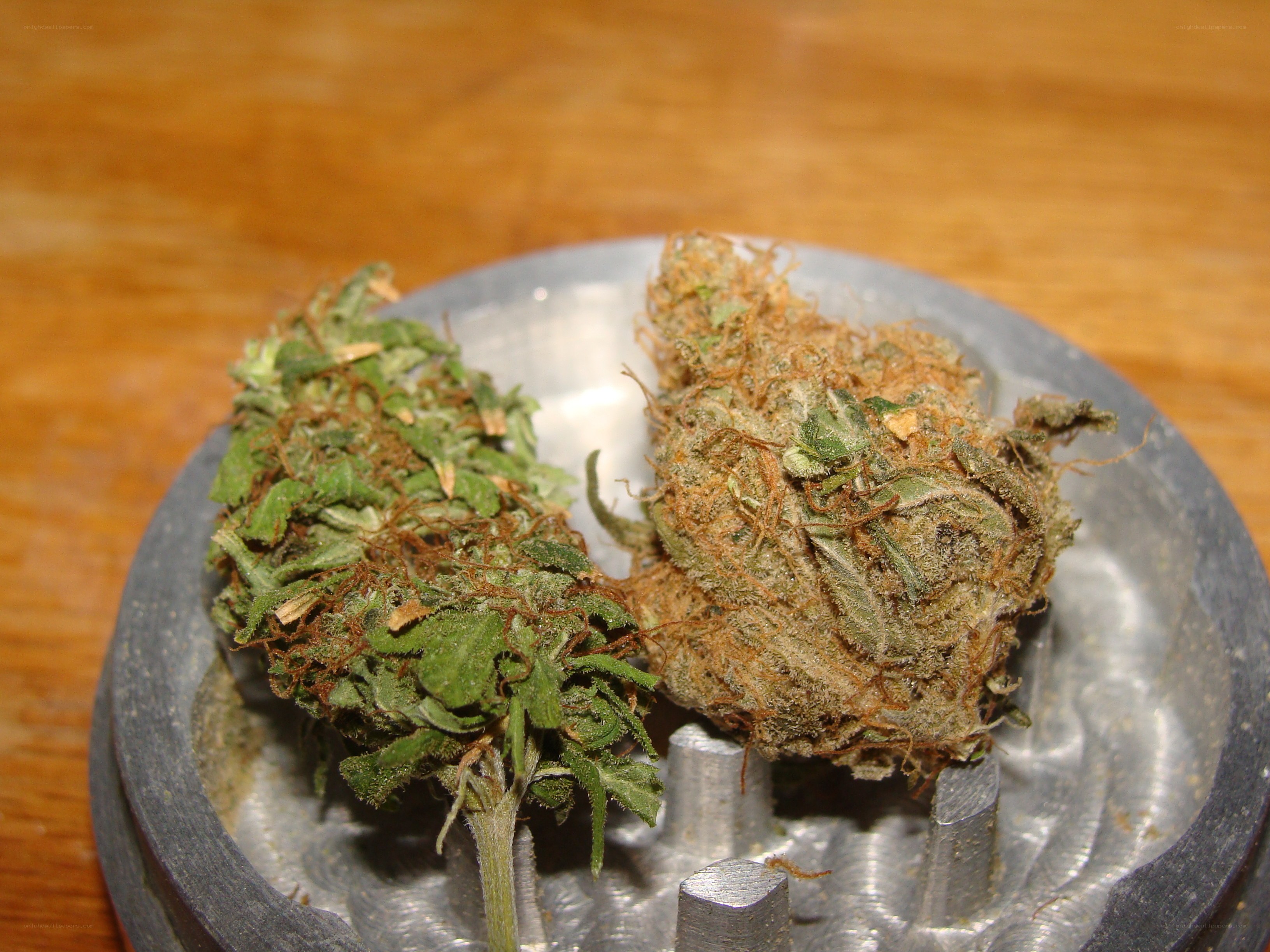 cannabis buds on grinder
