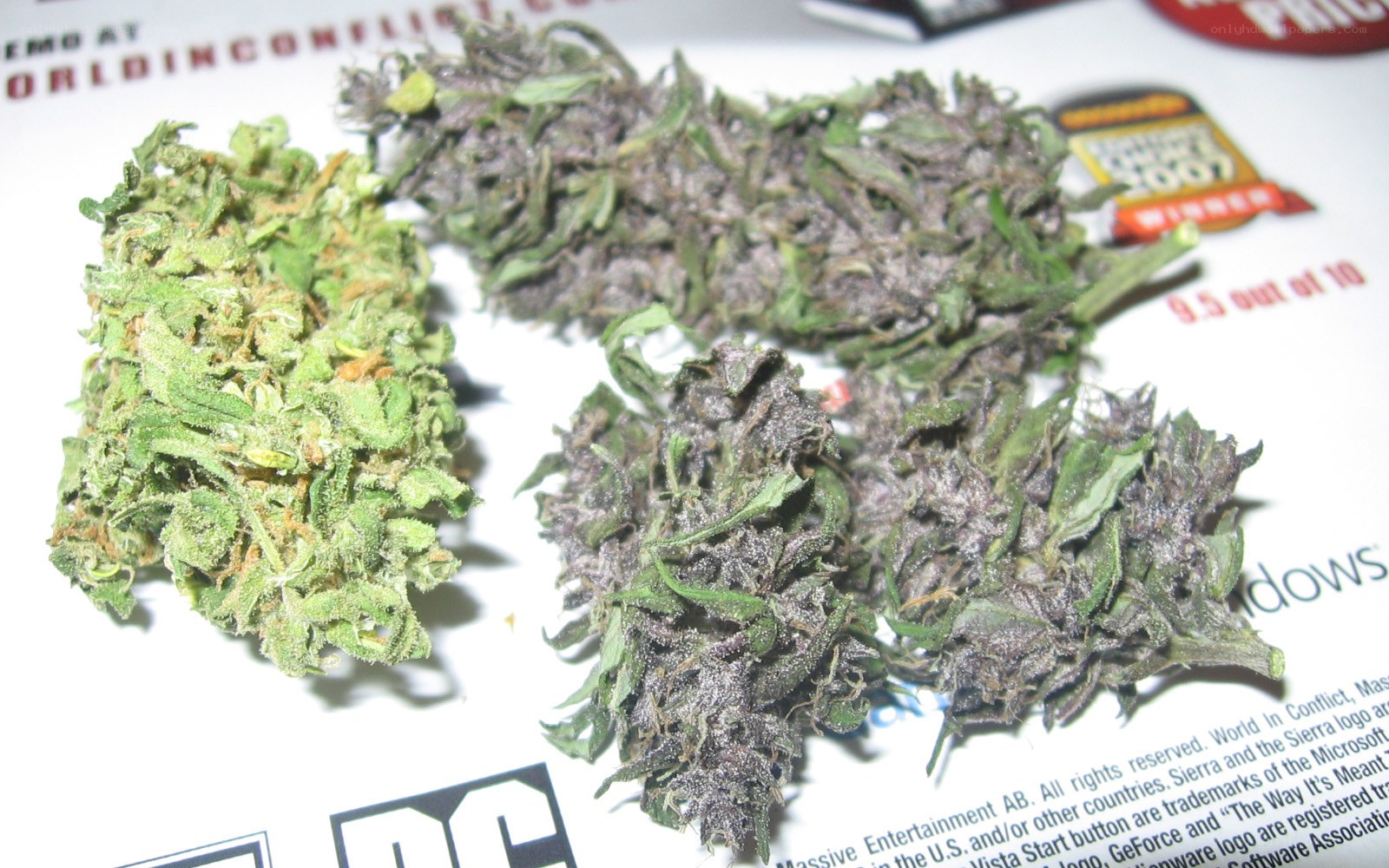 cannabis buds on paper