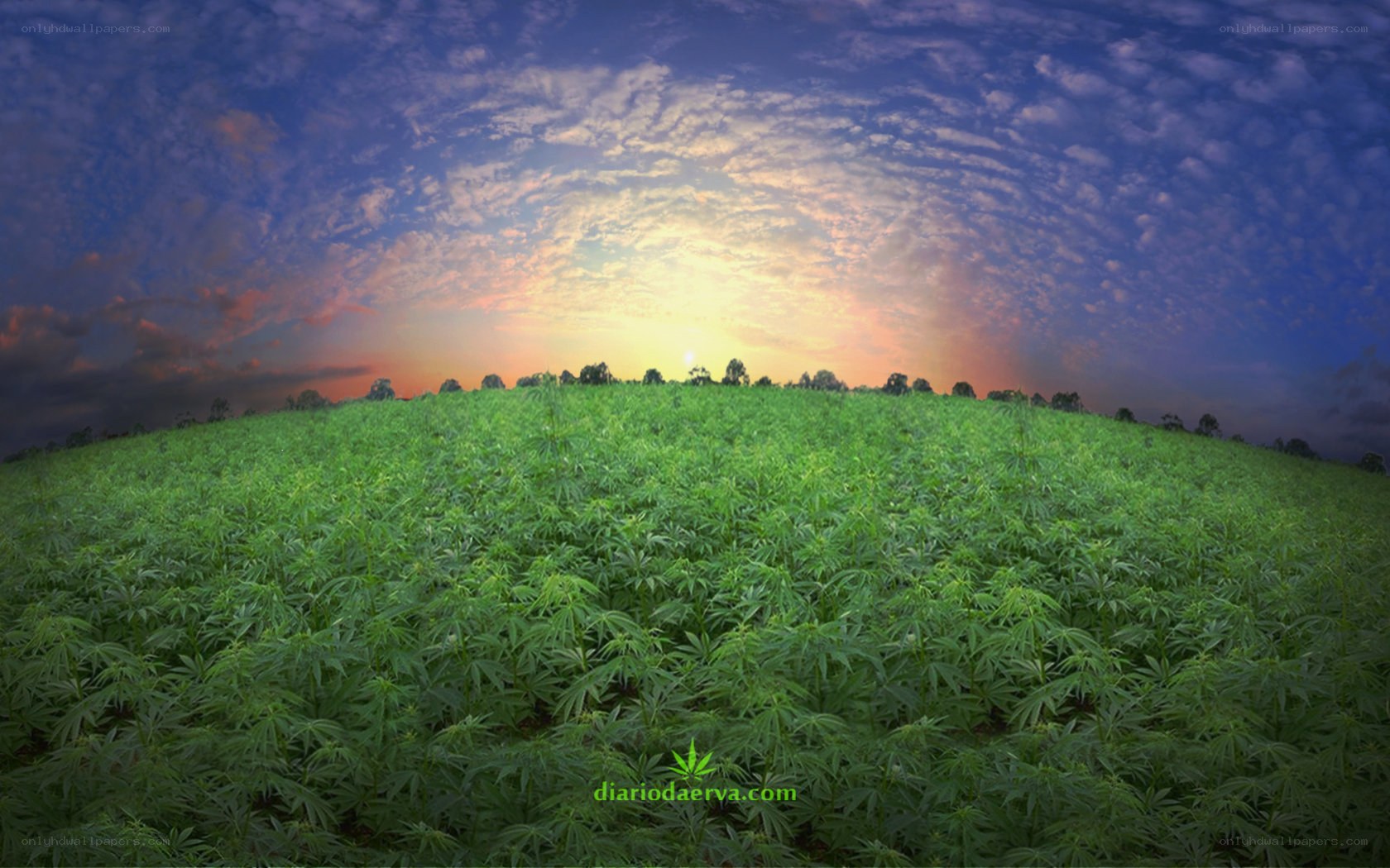 Cannabis field at sunset