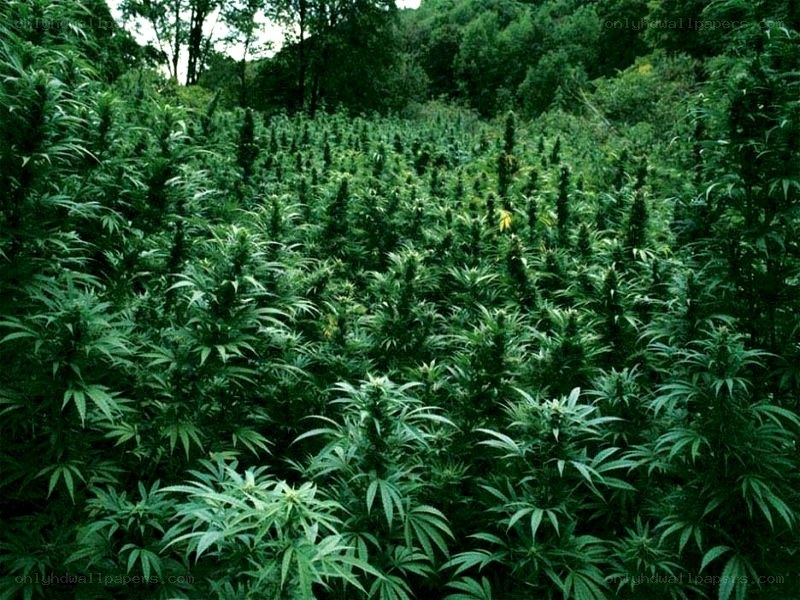 cannabis field in forest