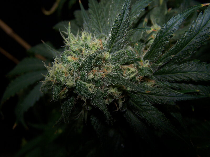 Cannabis Flower Bud — Green, Dark