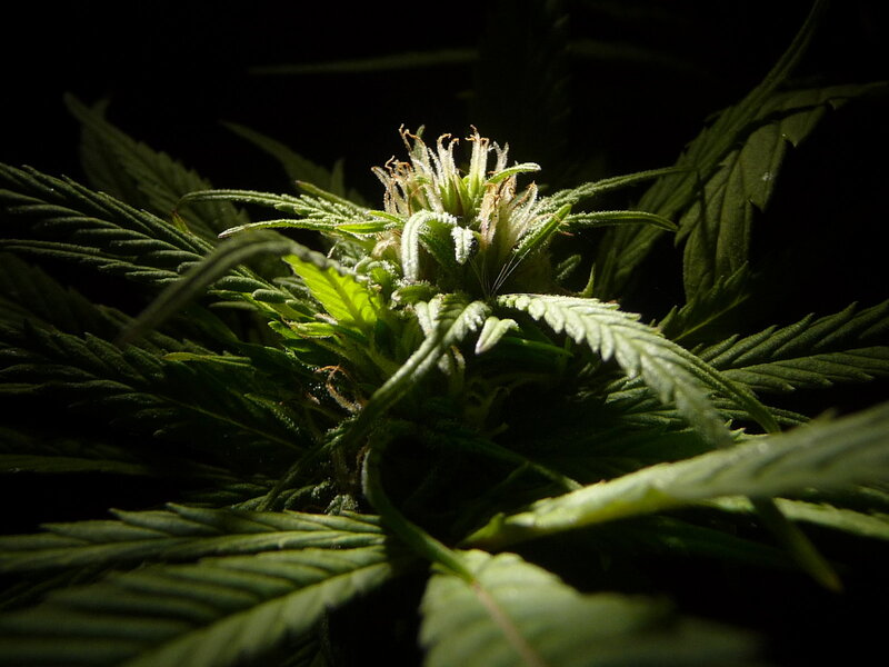 Cannabis Flower Bud — Green, Dramatic