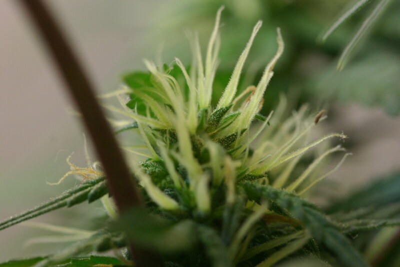 Cannabis Flower Bud — Green, Natural