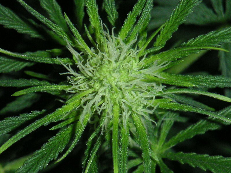 Cannabis Flower Bud