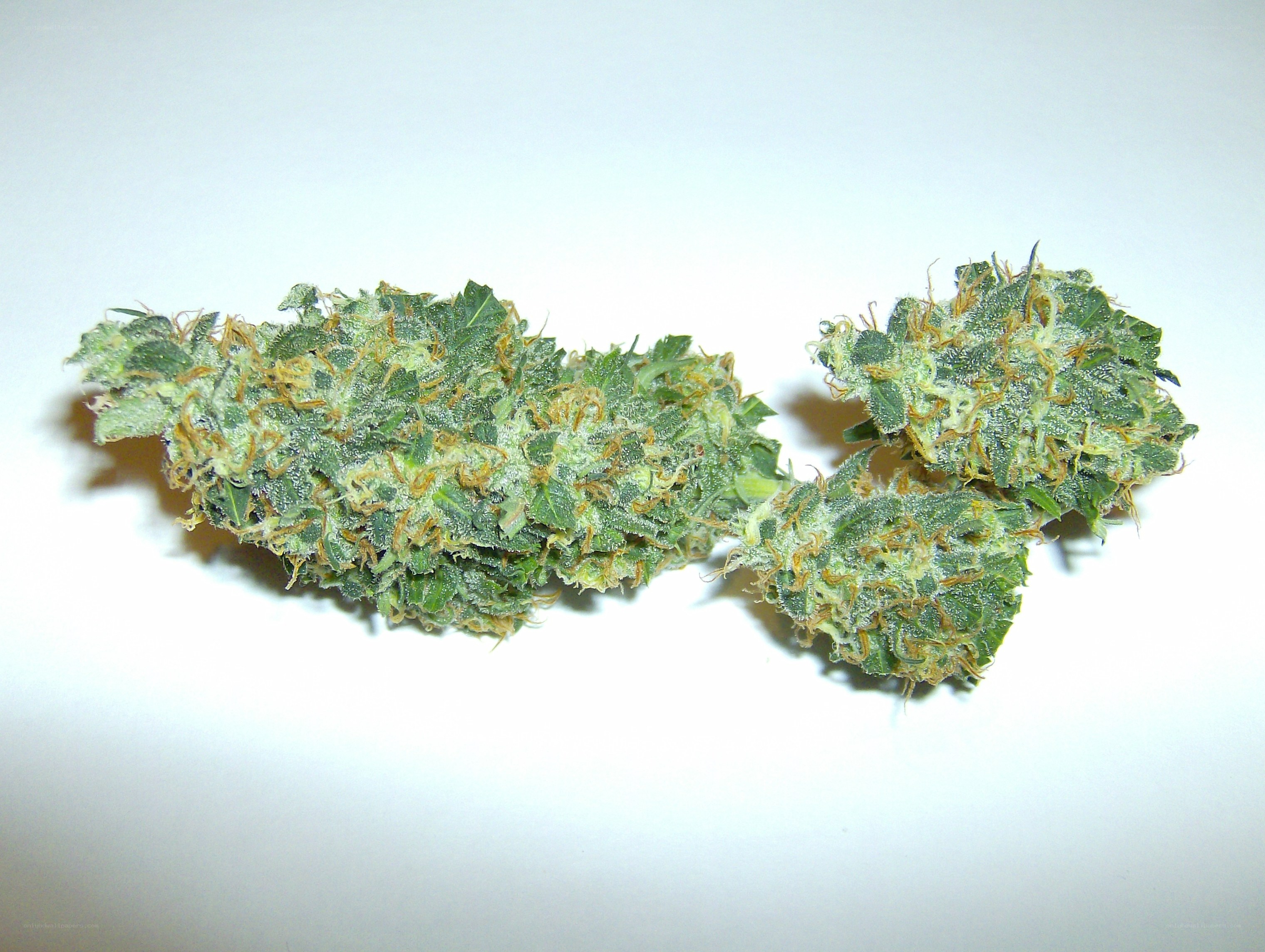 cannabis flower buds
