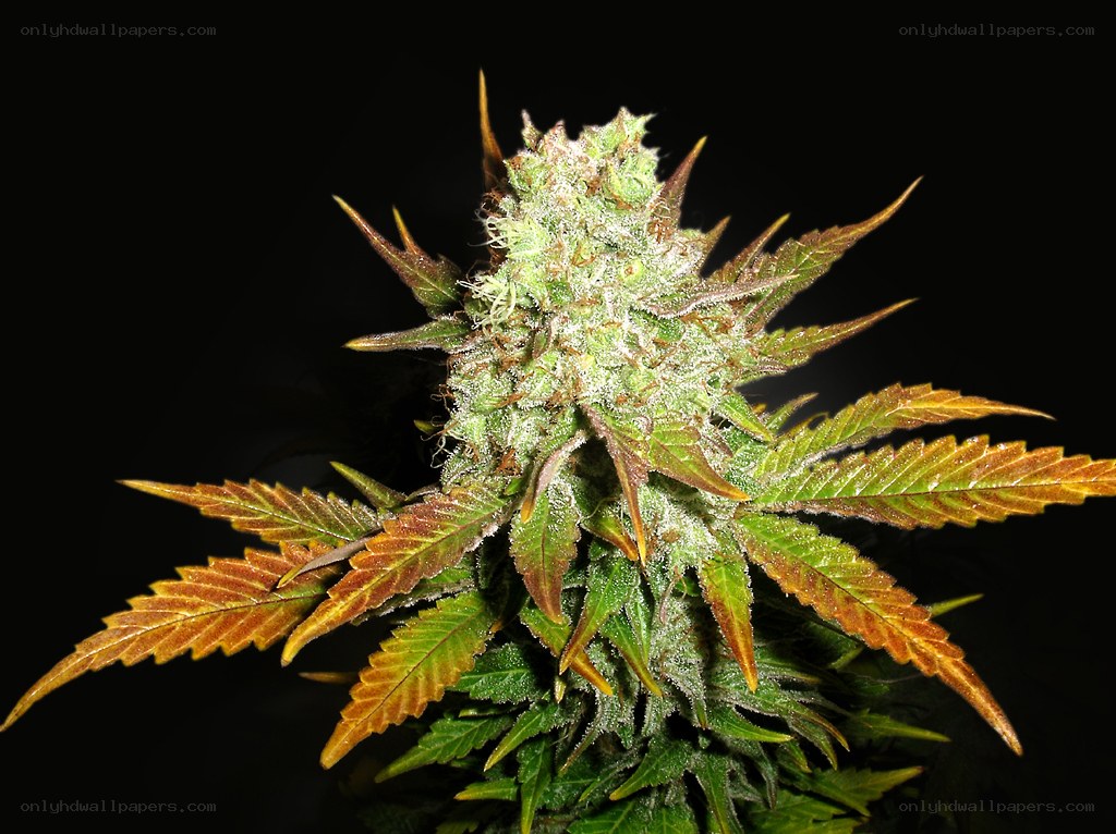 cannabis flower close-up