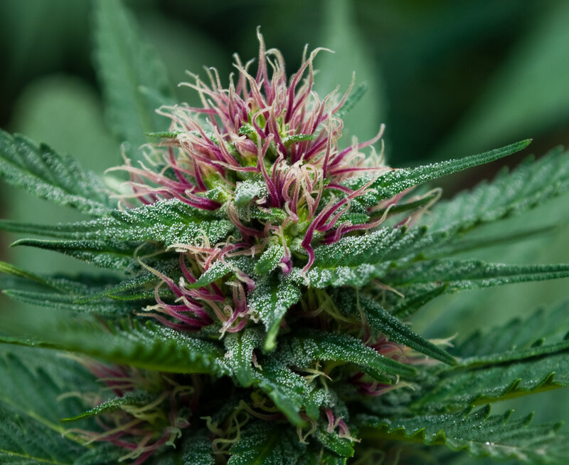 cannabis flower close-up