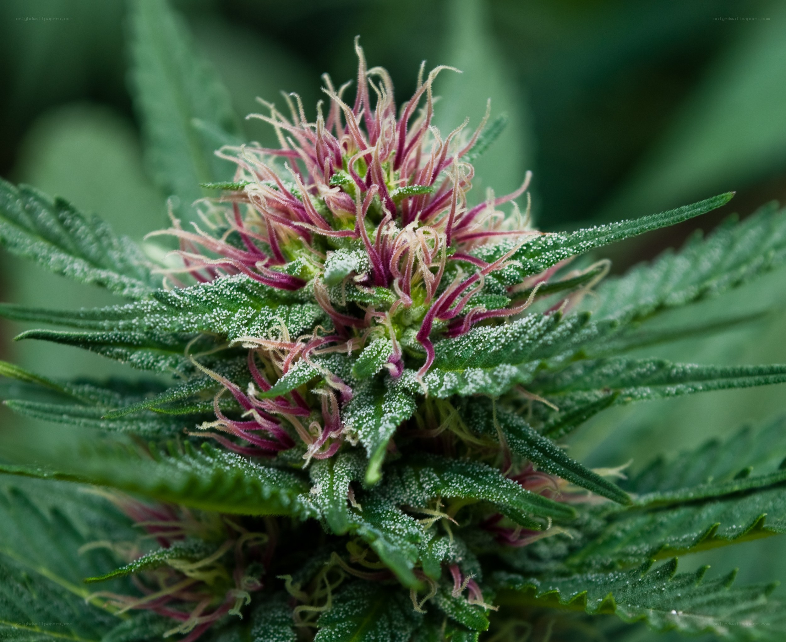 cannabis flower close-up
