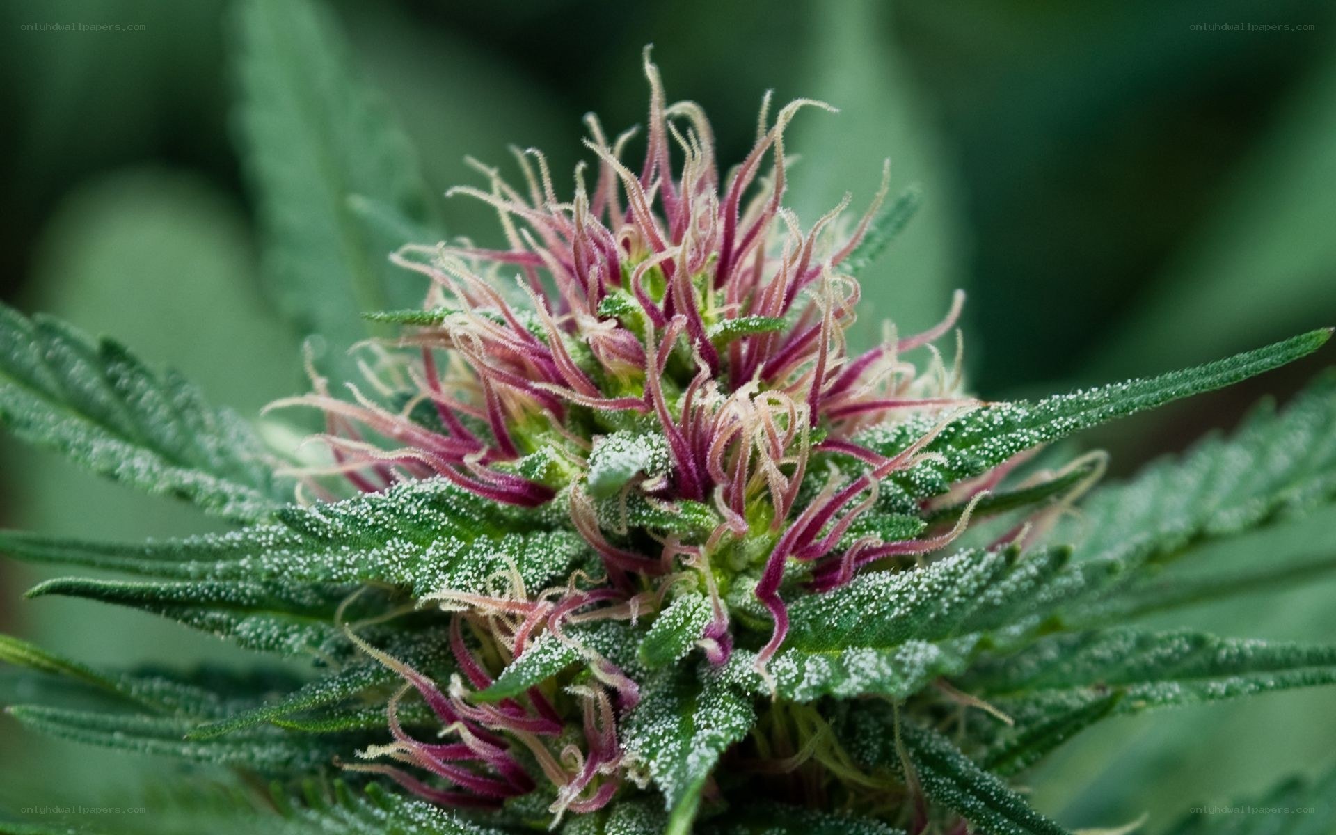 cannabis flower close-up