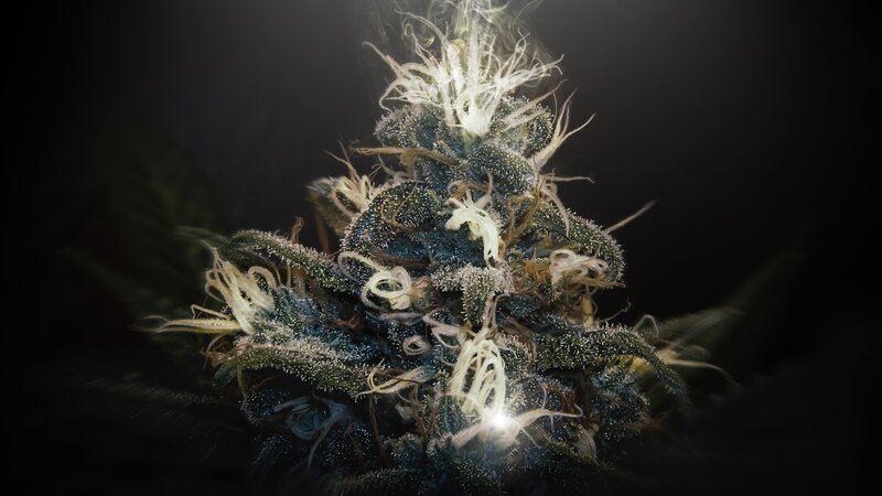 Cannabis Flower Close-up — Black