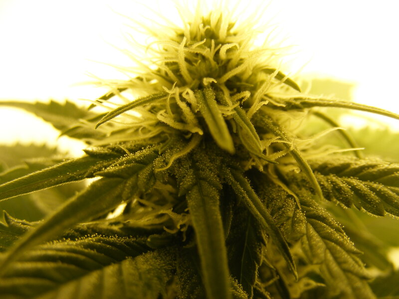 Cannabis Flower Close-up — Green, Bright