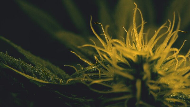 Cannabis Flower Close-up — Green, Dramatic
