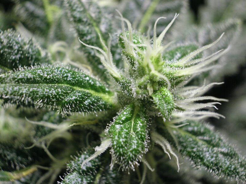 Cannabis Flower Close-up — Green, Natural