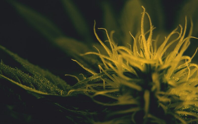 Cannabis Flower Close-up — Green